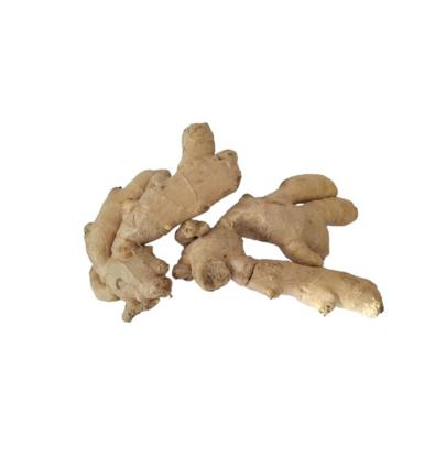 GINGEBRE 200G APROX.